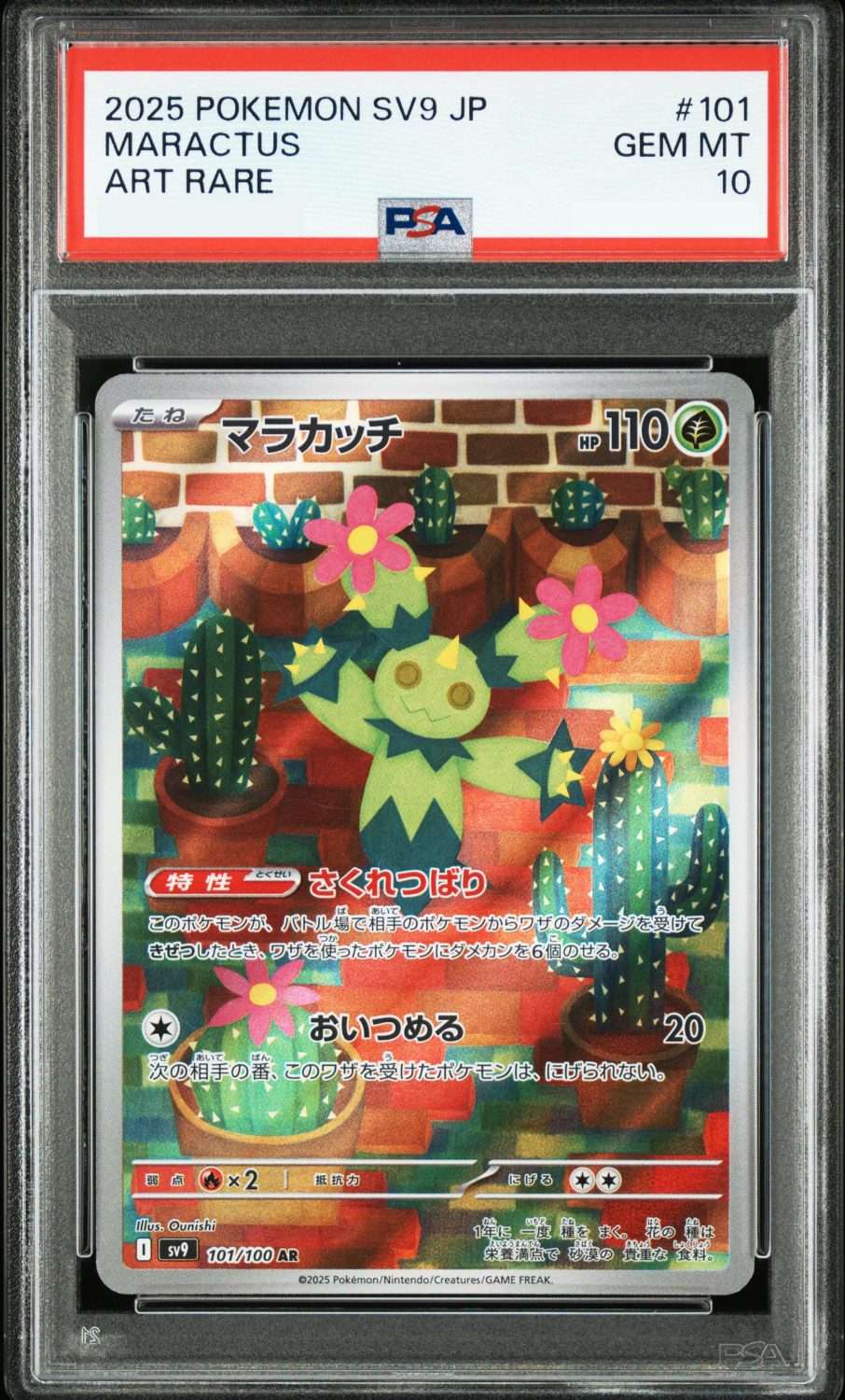 MARACTUS