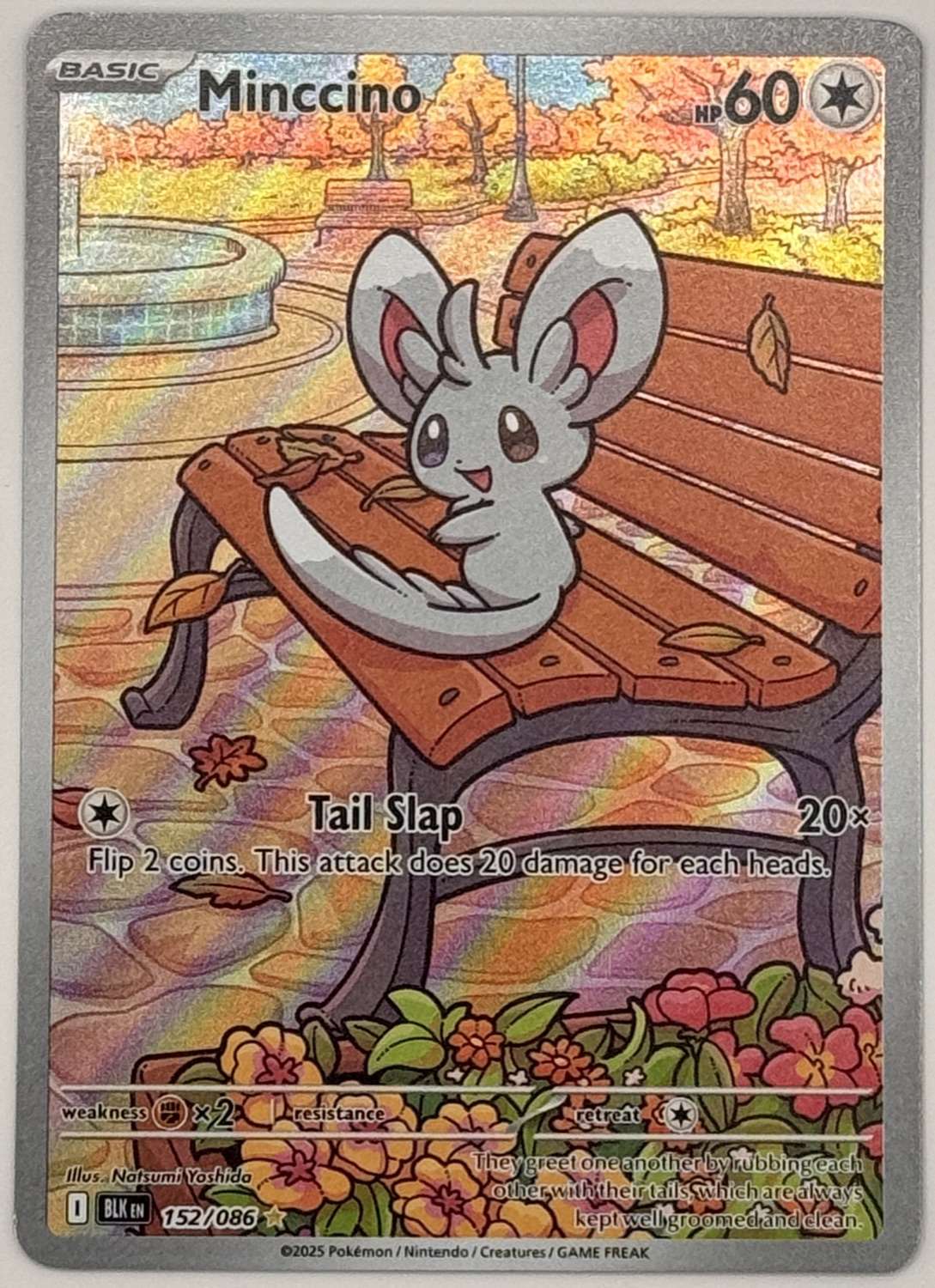 Minccino